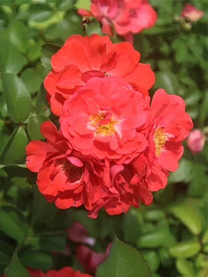 Coral Drift Rose Bush O7193