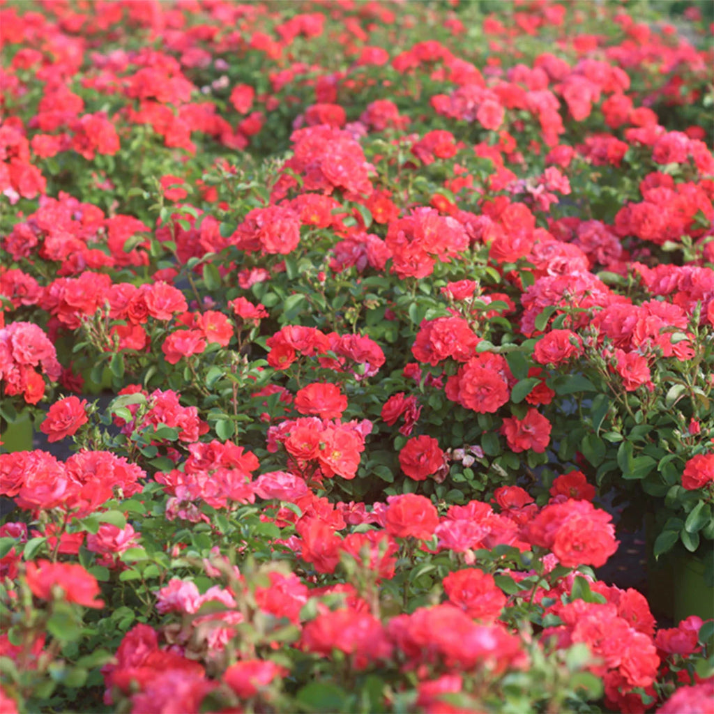 Coral Drift Rose Bush O7193