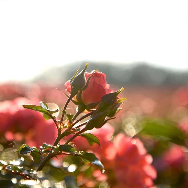 Coral Drift Rose Bush O7193