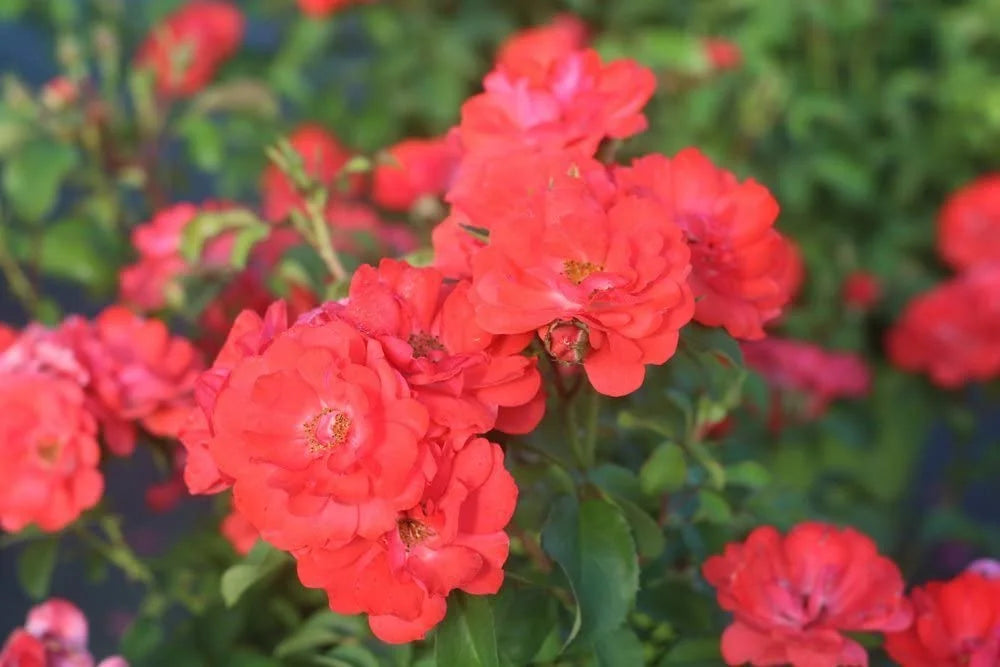 Coral Drift Rose Bush O7193
