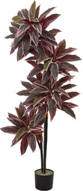 Caladium Silk Plant K545598