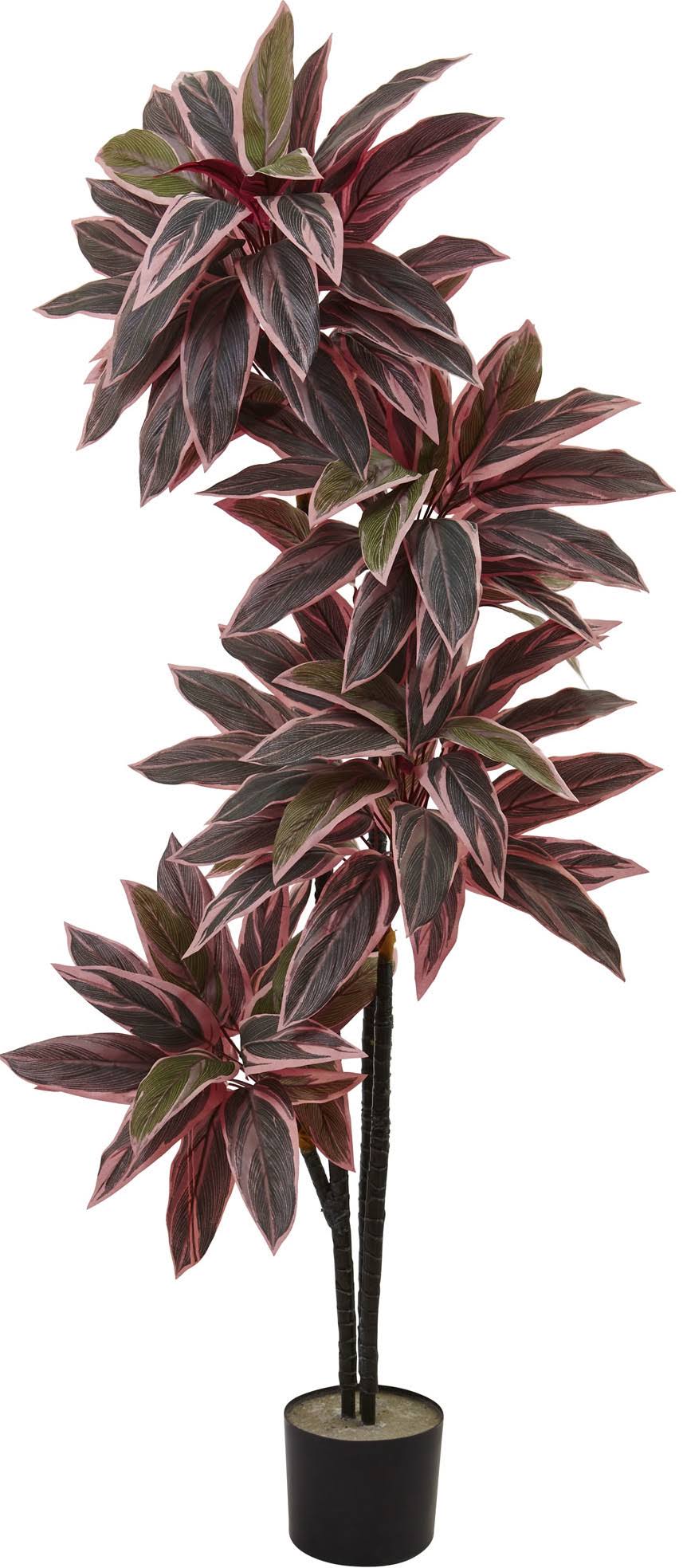 Caladium Silk Plant K545598