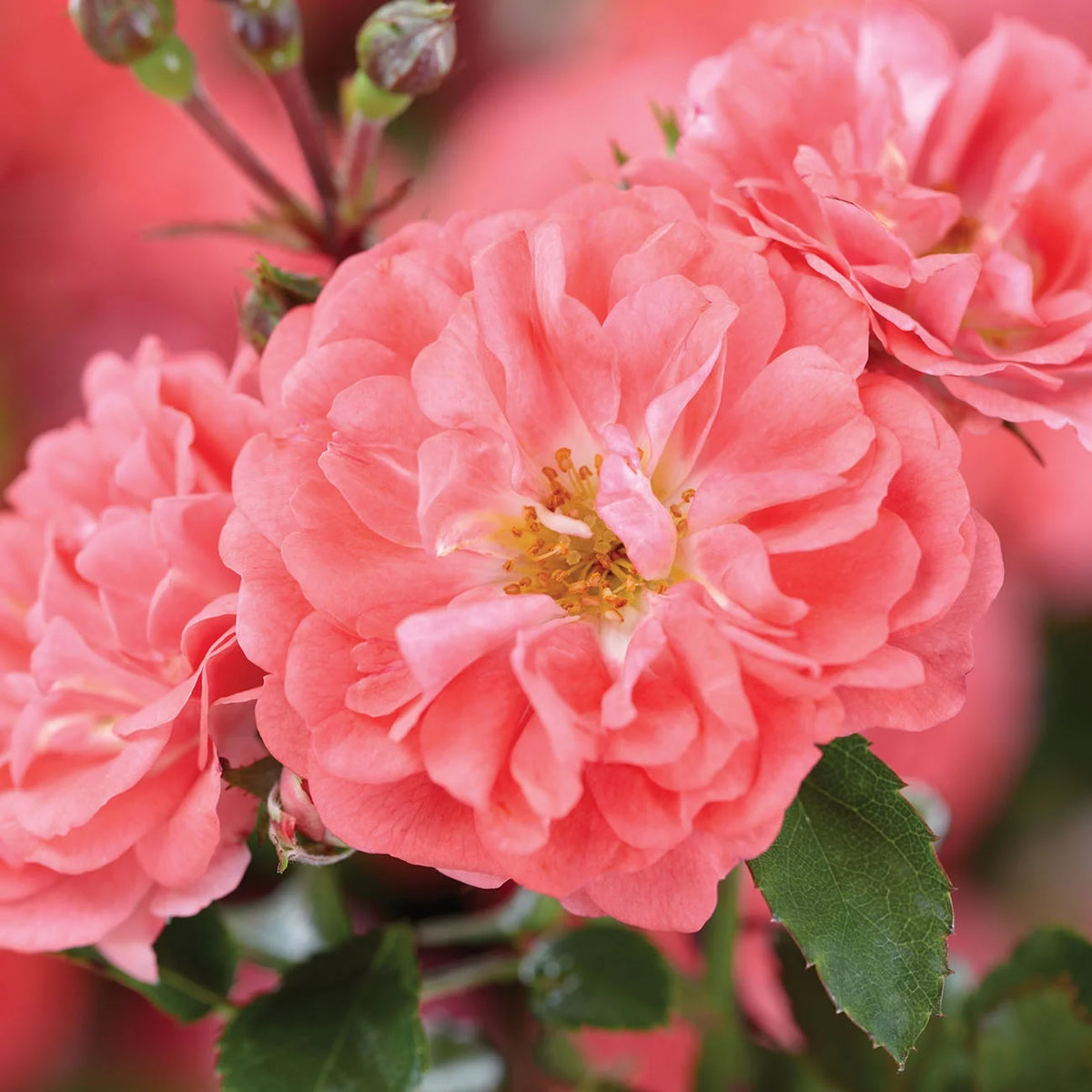 Coral Drift Rose Bush O7193