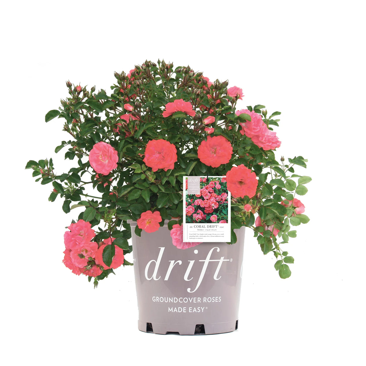 Coral Drift Rose Bush O7193